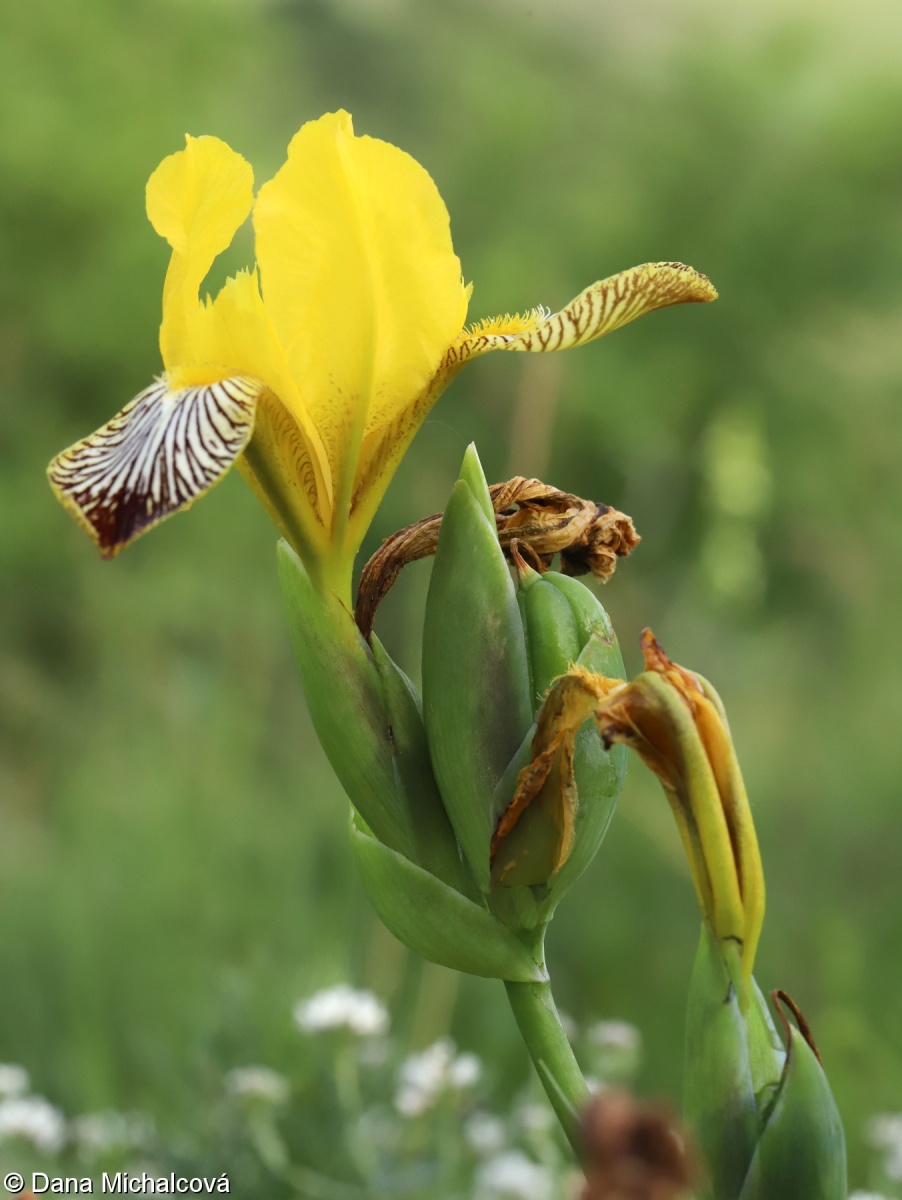 Iris variegata – kosatec různobarvý