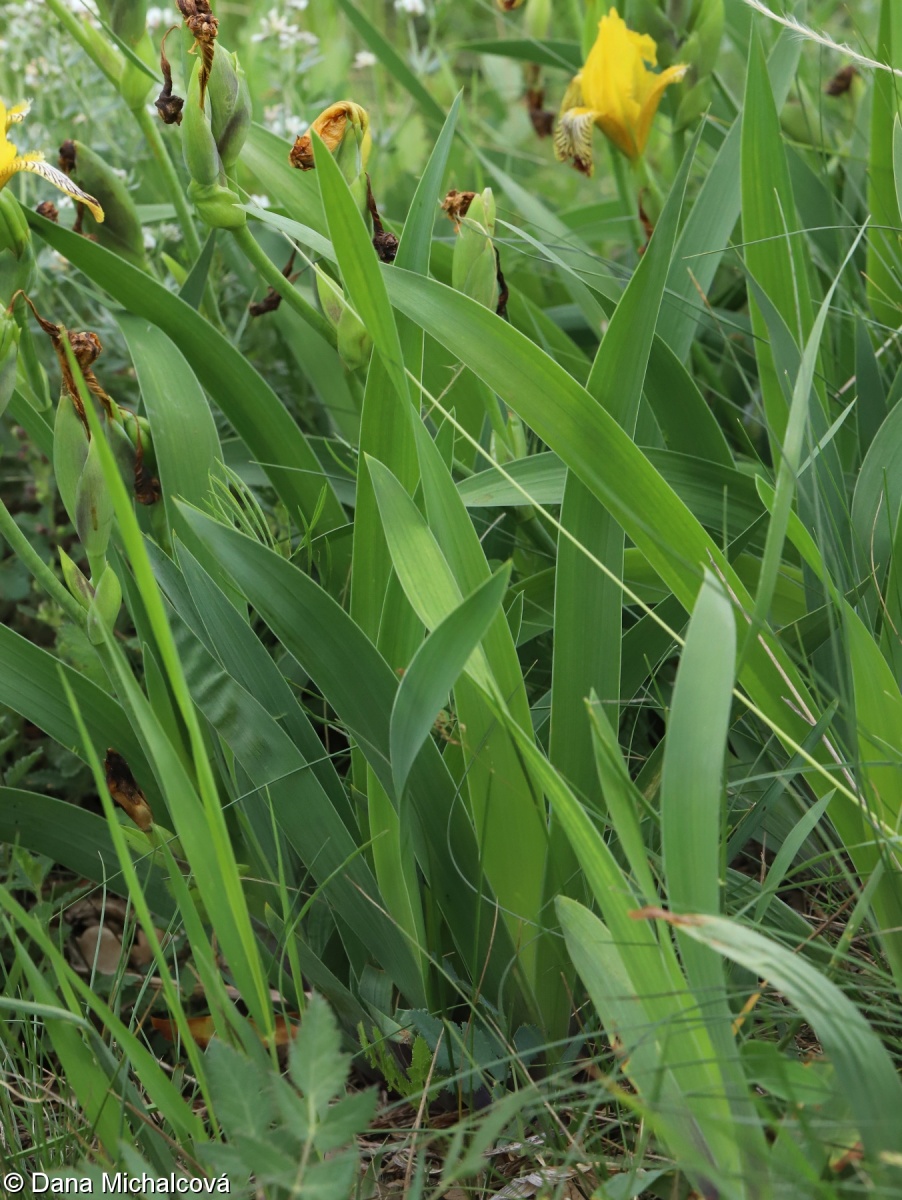 Iris variegata – kosatec různobarvý