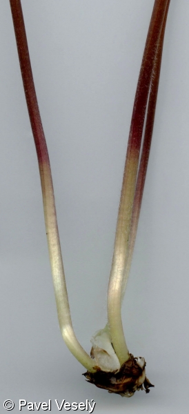 Isopyrum thalictroides – zapalice žluťuchovitá