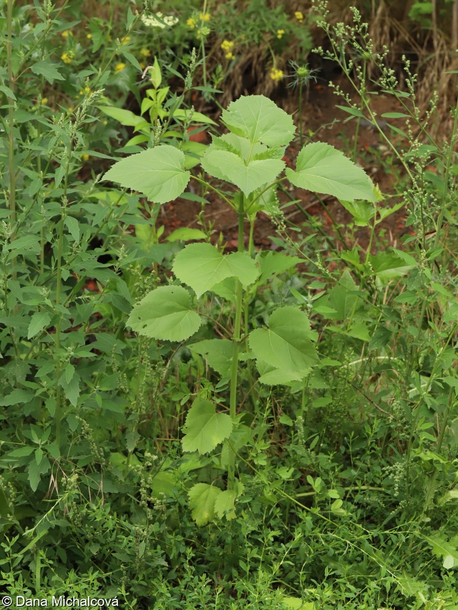 Iva xanthiifolia – pouva řepňolistá