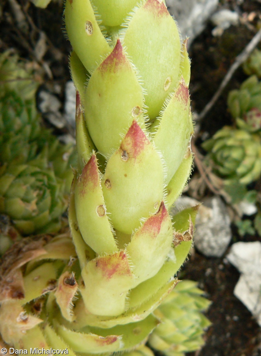 Jovibarba globifera subsp. glabrescens – netřesk výběžkatý olysalý, netřeskovec výběžkatý olysalý