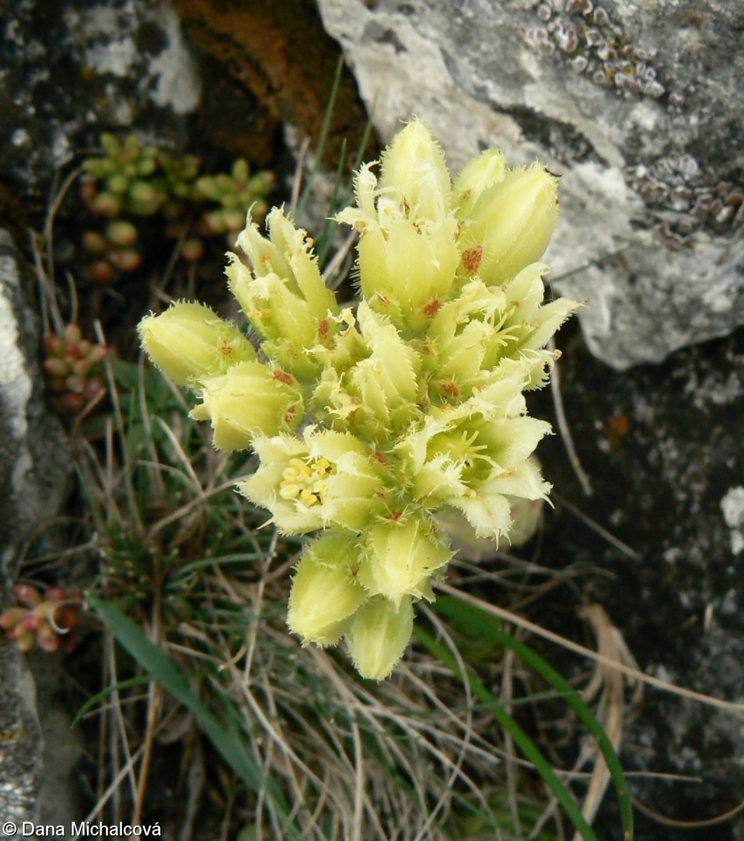 Jovibarba globifera subsp. glabrescens – netřesk výběžkatý olysalý, netřeskovec výběžkatý olysalý
