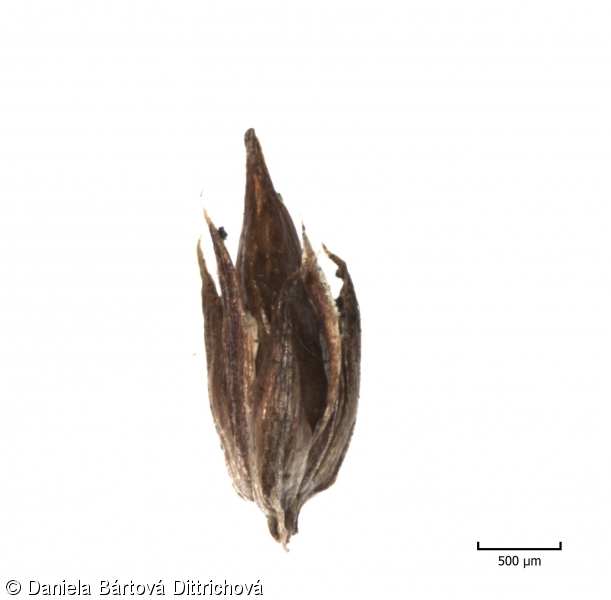 Juncus acutiflorus – sítina ostrokvětá
