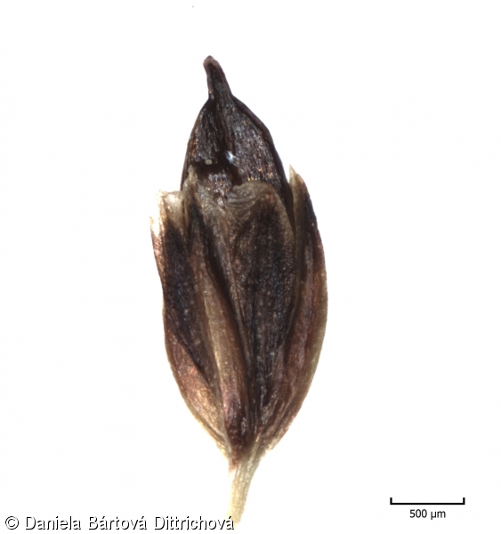 Juncus alpinoarticulatus – sítina alpská