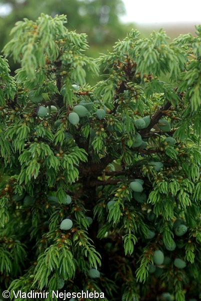 Juniperus communis var. saxatilis – jalovec obecný nízký