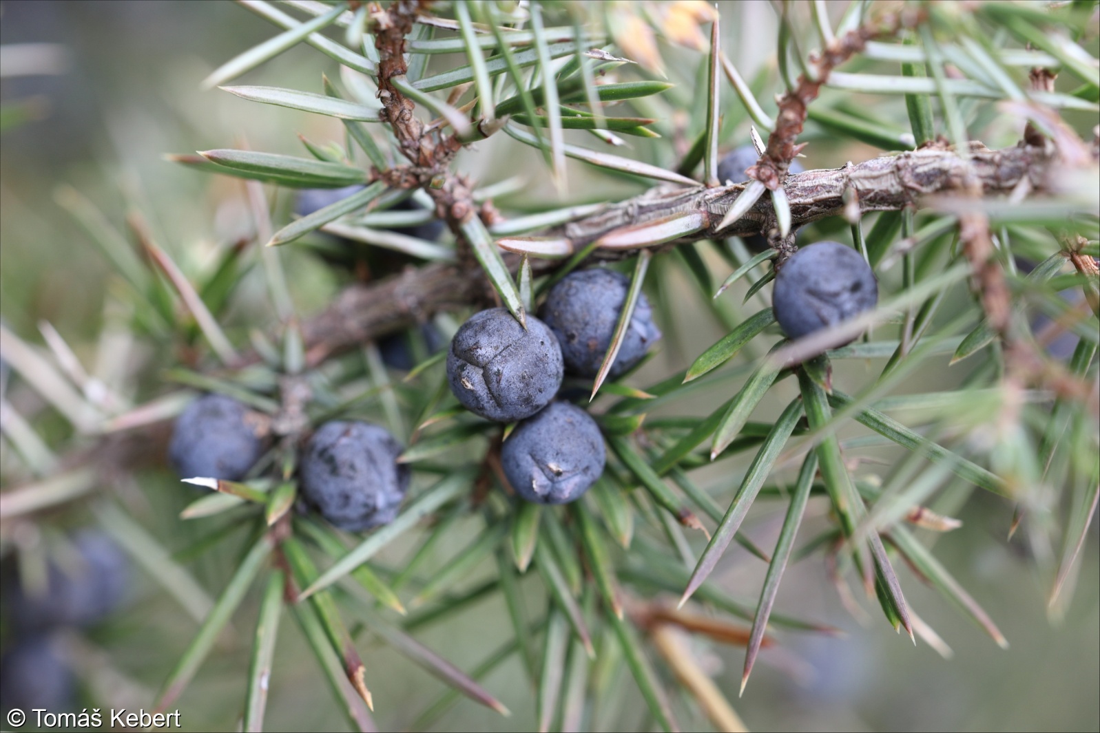Juniperus communis var. communis – jalovec obecný pravý