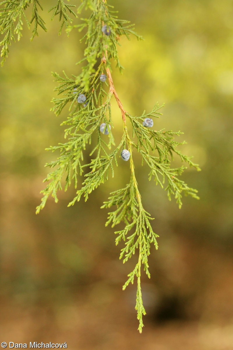 Juniperus virginiana – jalovec virginský