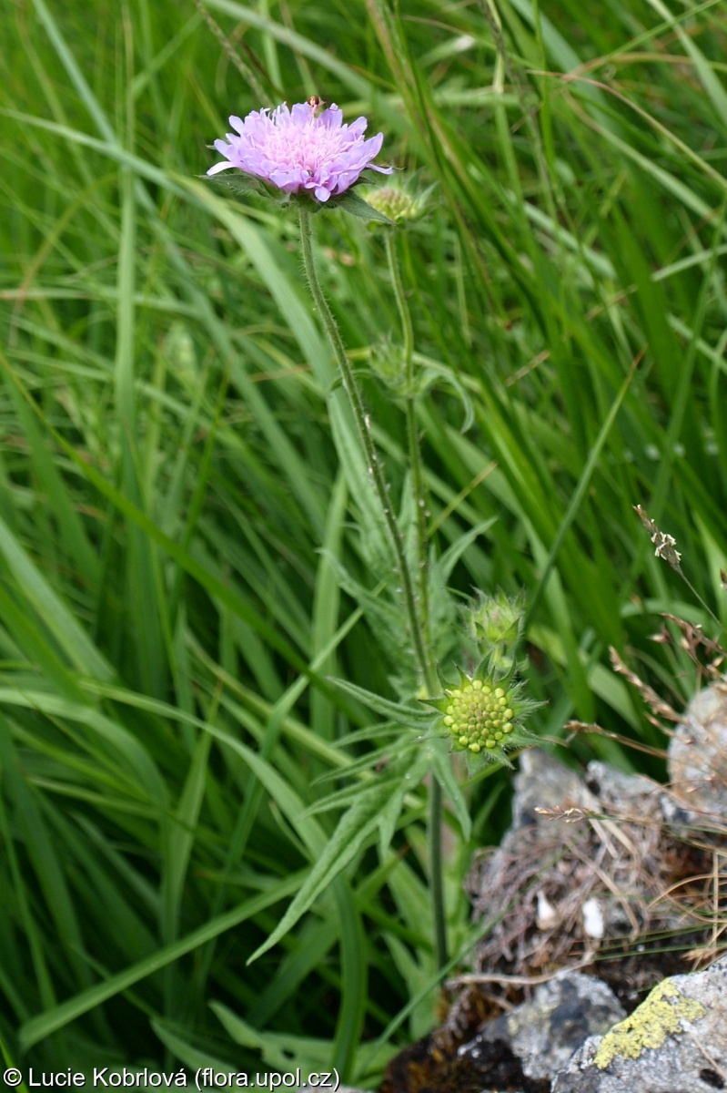 Knautia pseudolongifolia – chrastavec rolní krkonošský