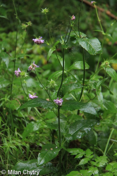 Knautia dipsacifolia – chrastavec lesní