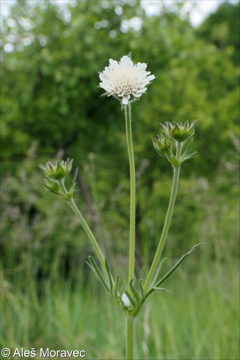 Knautia kitaibelii &ndash; chrastavec Kitaibelův