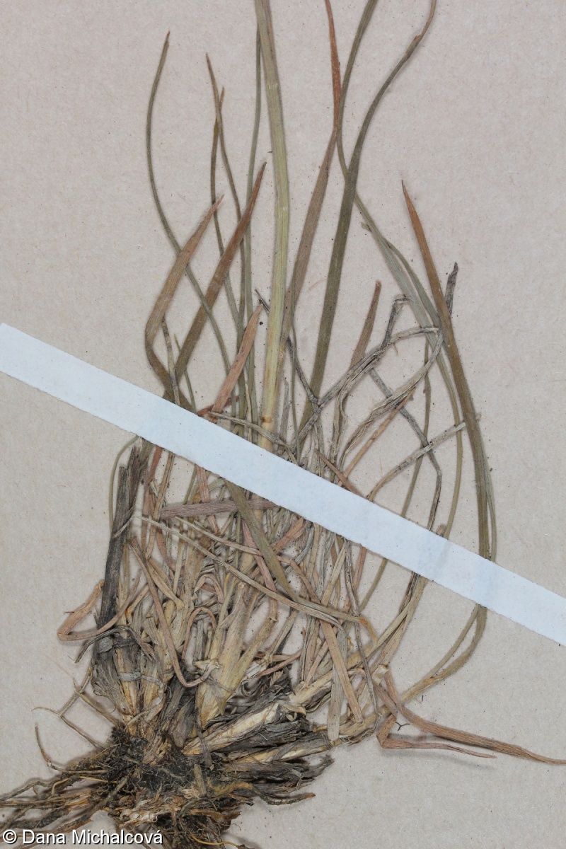 Koeleria macrantha – smělek štíhlý