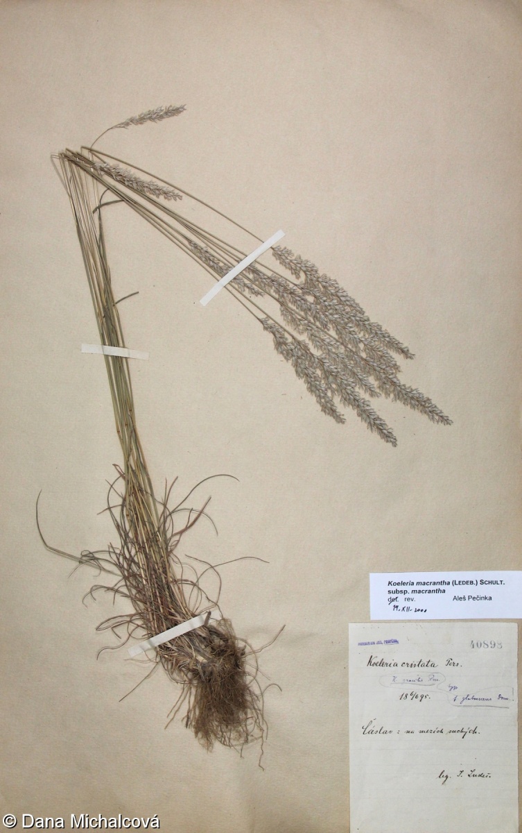 Koeleria macrantha – smělek štíhlý