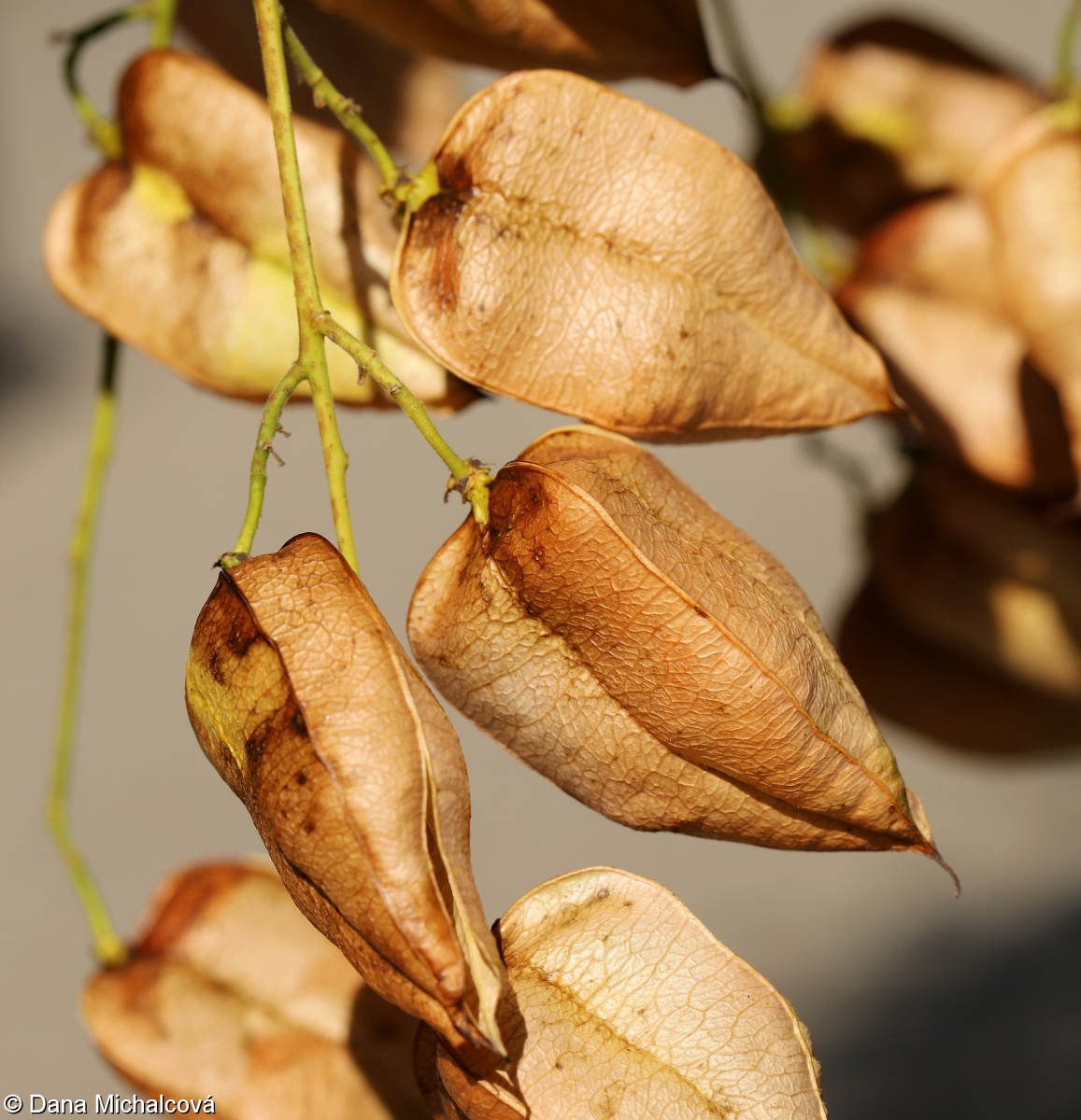 Koelreuteria paniculata – svitel latnatý