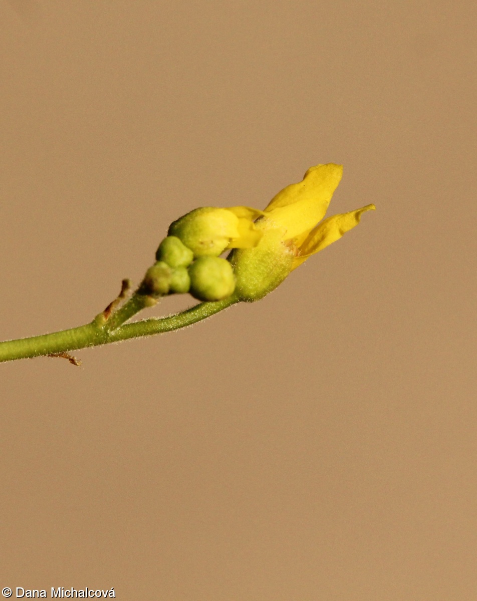 Koelreuteria paniculata – svitel latnatý