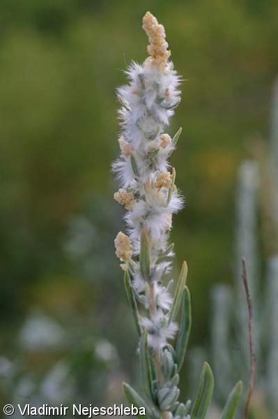 Krascheninnikovia ceratoides – bělostník růžkatý