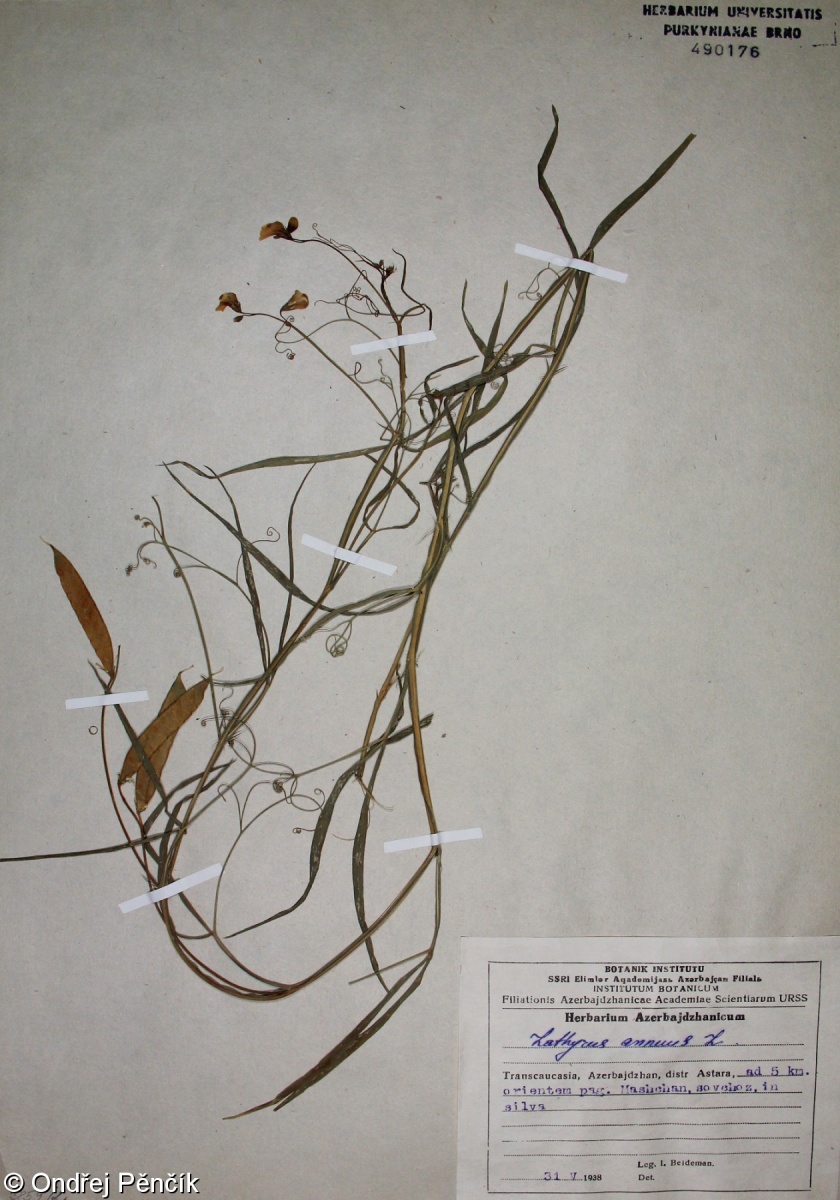 Lathyrus annuus – hrachor roční