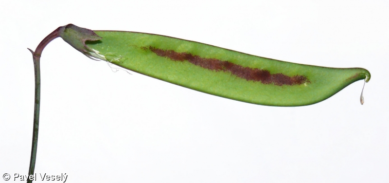 Lathyrus clymenum – hrachor popínavý