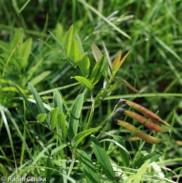 Lathyrus linifolius – hrachor horský