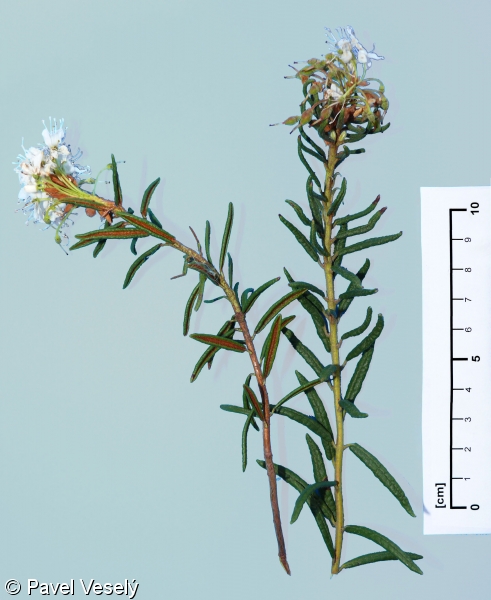 Rhododendron tomentosum – rojovník bahenní