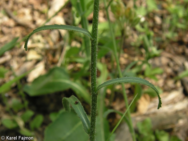 Leucanthemum margaritae – kopretina panonská