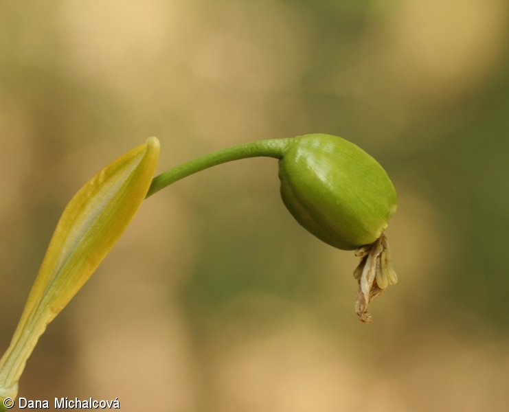 Leucojum vernum – bledule jarní