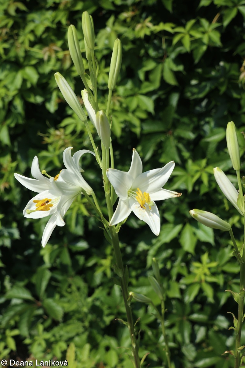Lilium candidum – lilie bělostná