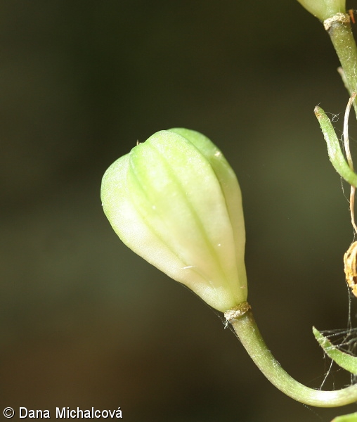 Lilium martagon – lilie zlatohlavá