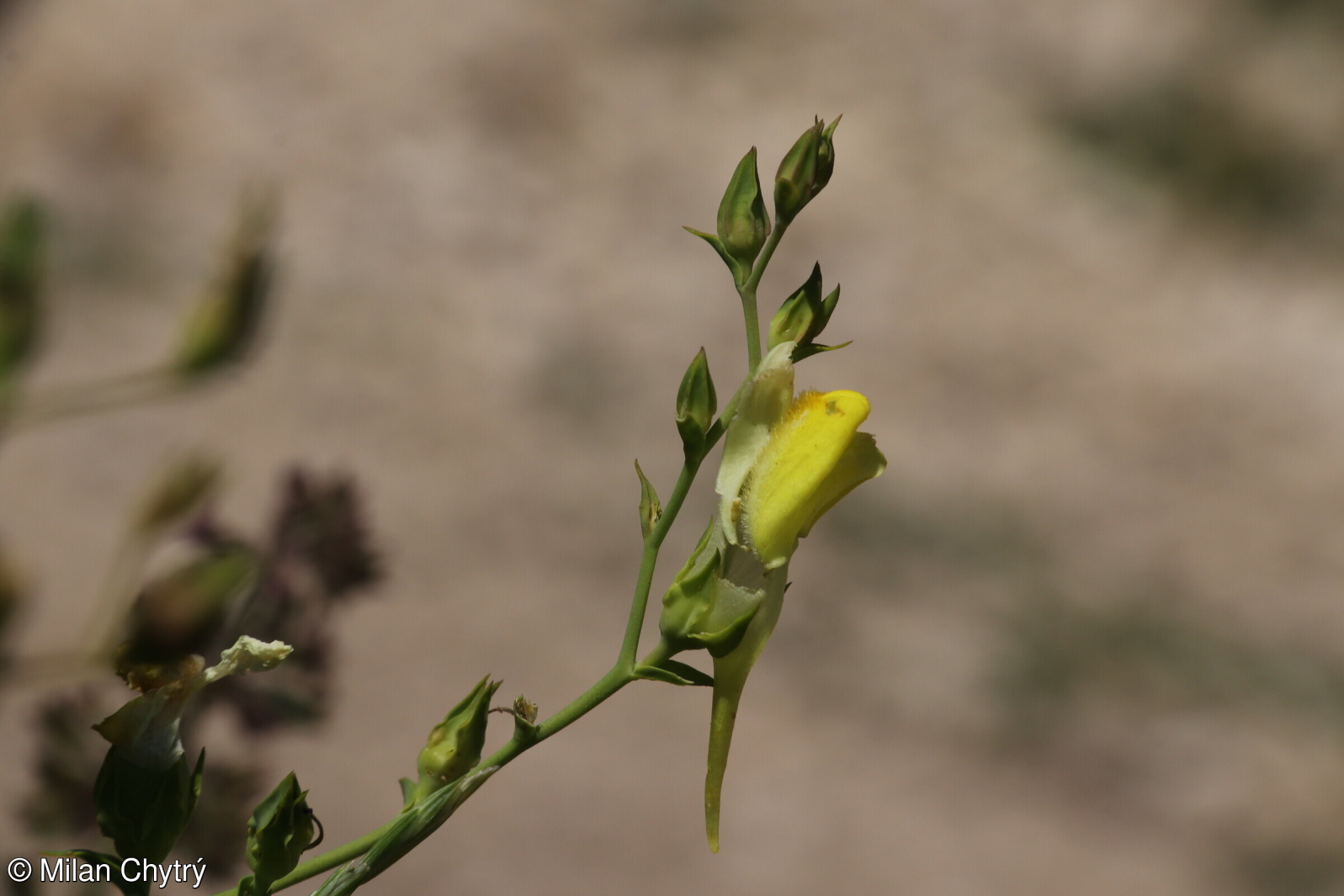 Linaria dalmatica – lnice dalmatská
