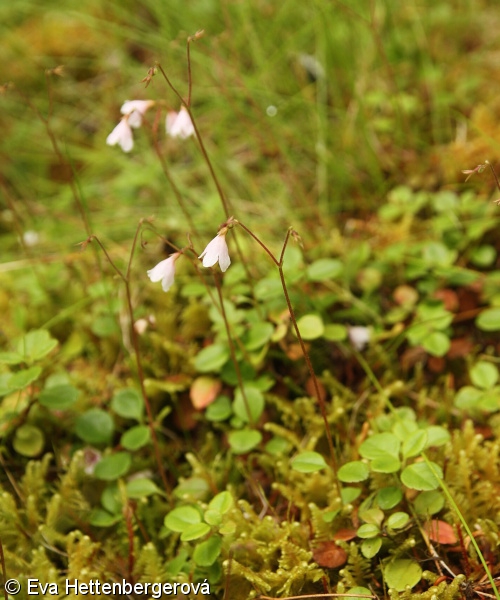Linnaea borealis – zimozel severní