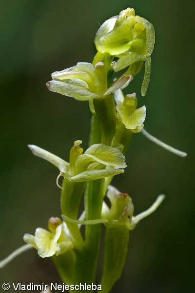 Liparis loeselii – hlízovec Loeselův