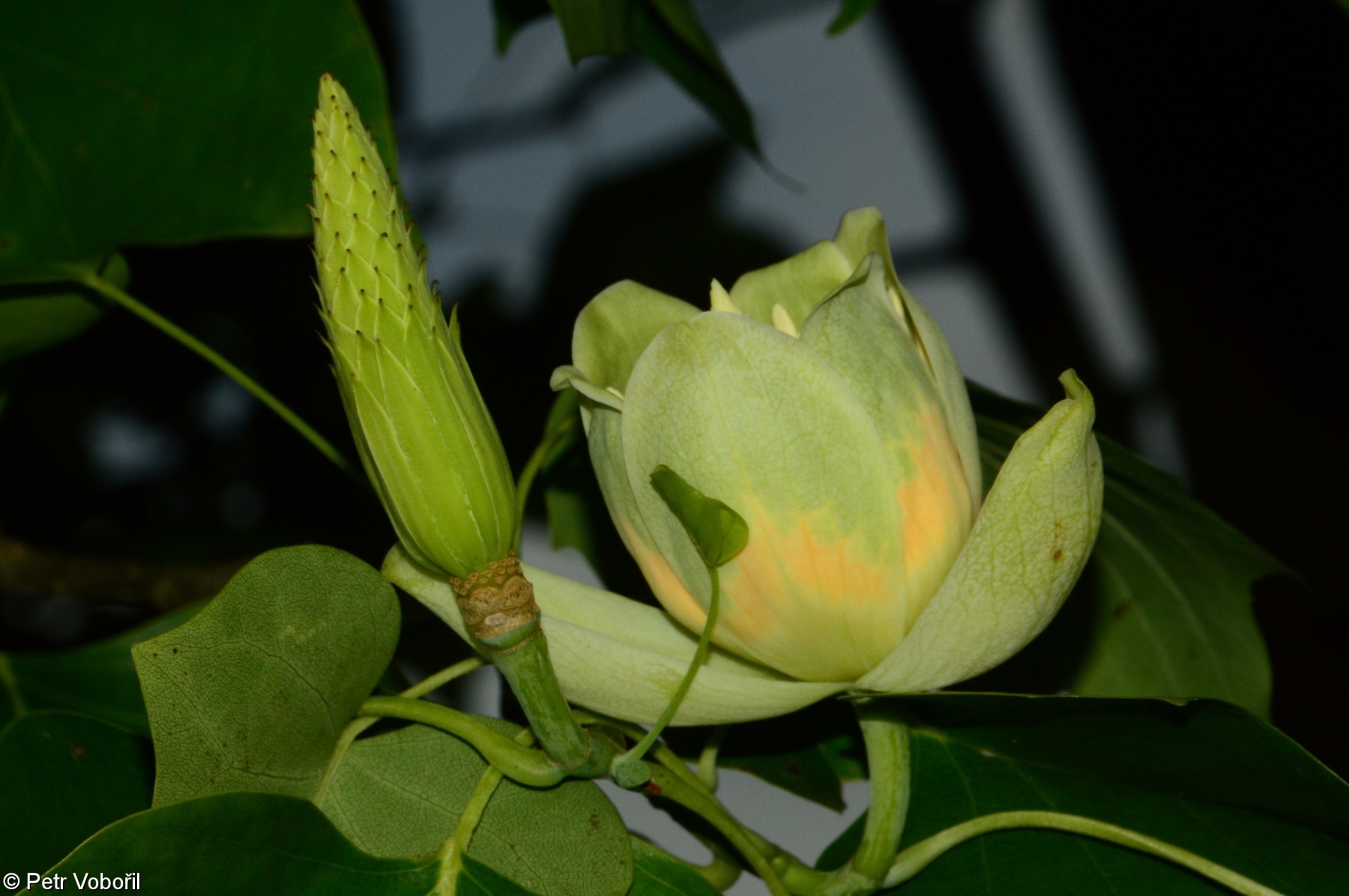 Liriodendron tulipifera – liliovník tulipánokvětý