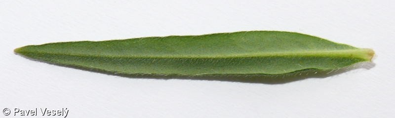 Buglossoides purpurocaerulea – kamejka modronachová