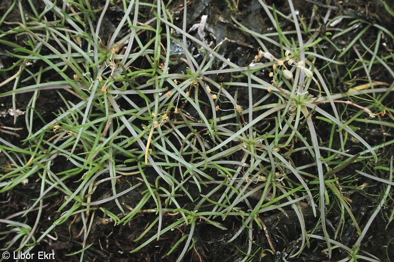 Littorella uniflora – pobřežnice jednokvětá