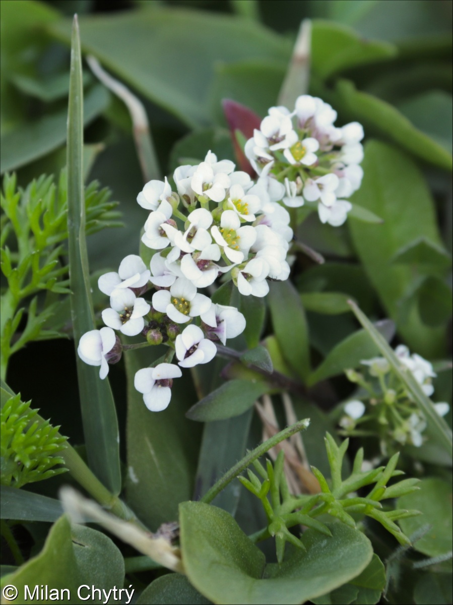 Lobularia maritima &ndash; tařicovka přímořská