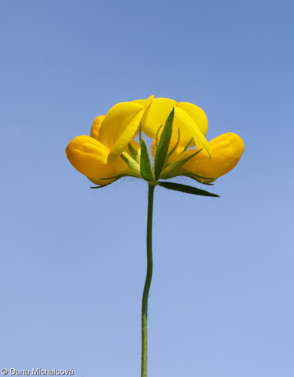 Lotus corniculatus var. hirsutus – štírovník růžkatý chlupatý