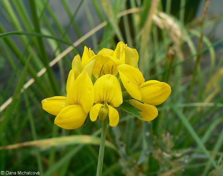 Lotus pedunculatus – štírovník bažinný