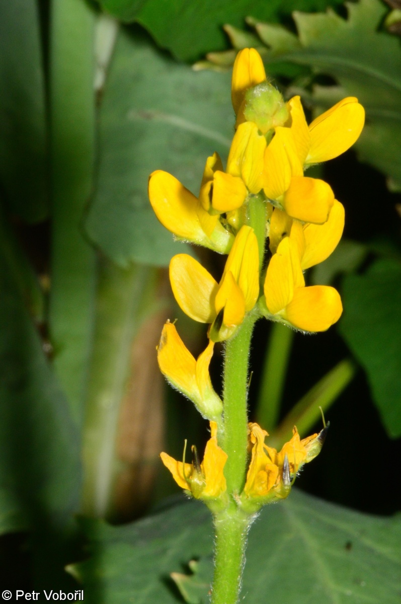 Lupinus luteus – lupina žlutá, vlčí bob žlutý