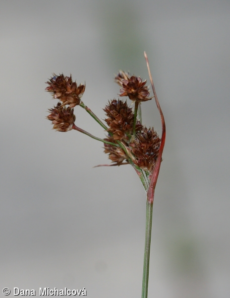 Luzula multiflora – bika mnohokvětá
