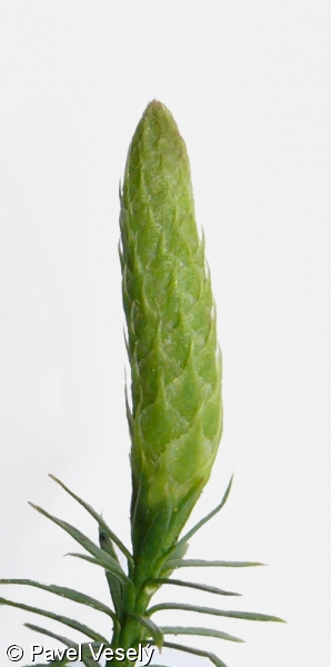 Lycopodium annotinum subsp. annotinum – plavuň pučivá pravá