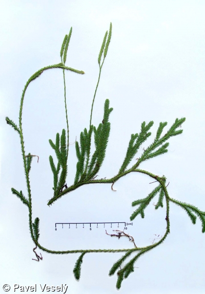 Lycopodium clavatum – plavuň vidlačka