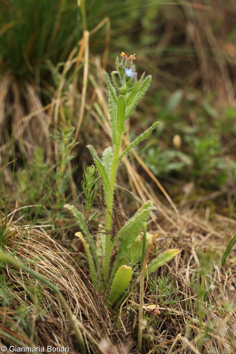 Lycopsis arvensis agg. – okruh prliny rolní