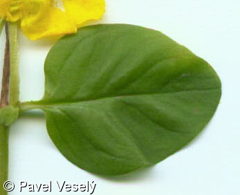 Lysimachia nummularia – vrbina penízková