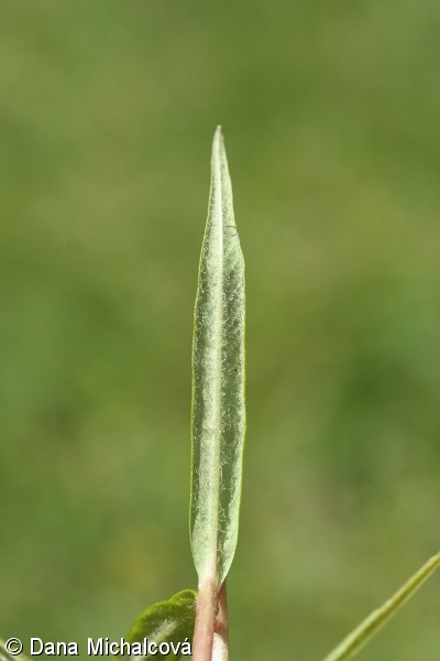 Lysimachia thyrsiflora – vrbina kytkokvětá, bazanovec kytkokvětý