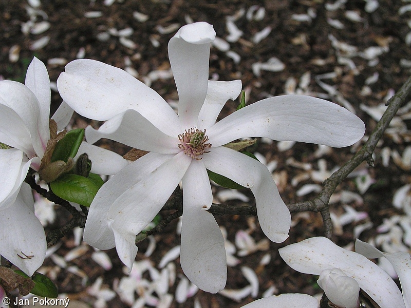 Magnolia kobus – šácholan japonský