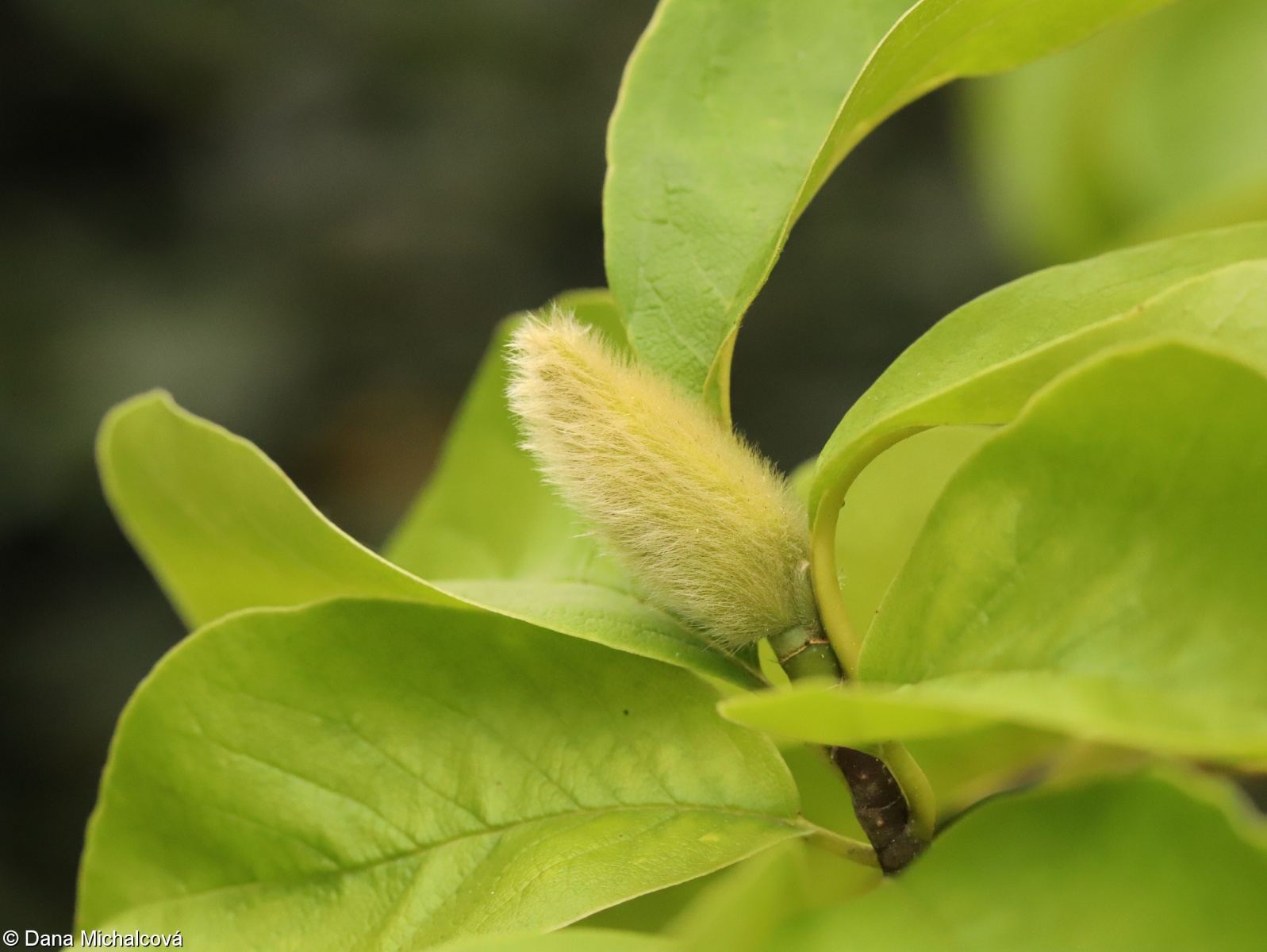 Magnolia kobus – šácholan japonský