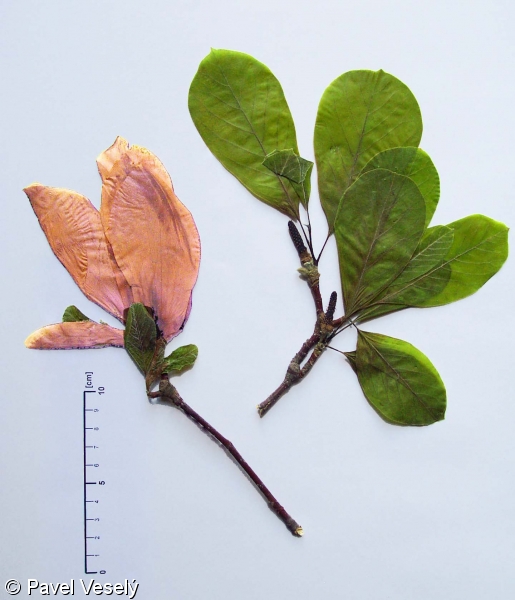Magnolia ×soulangeana – šácholan Soulangeův