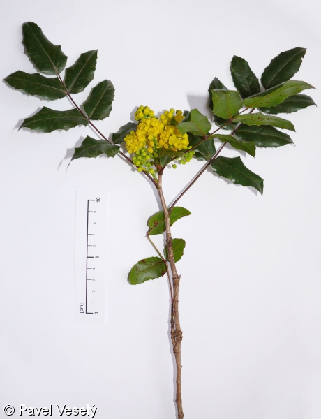 Mahonia aquifolium – mahónie cesmínolistá