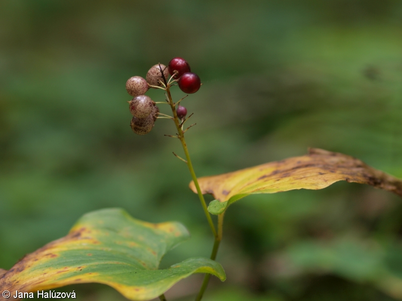 Maianthemum bifolium – pstroček dvoulistý