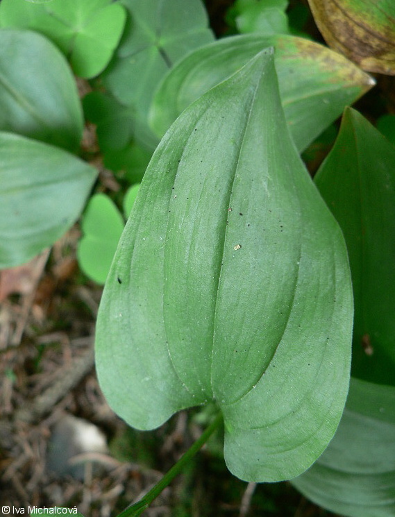 Maianthemum bifolium – pstroček dvoulistý