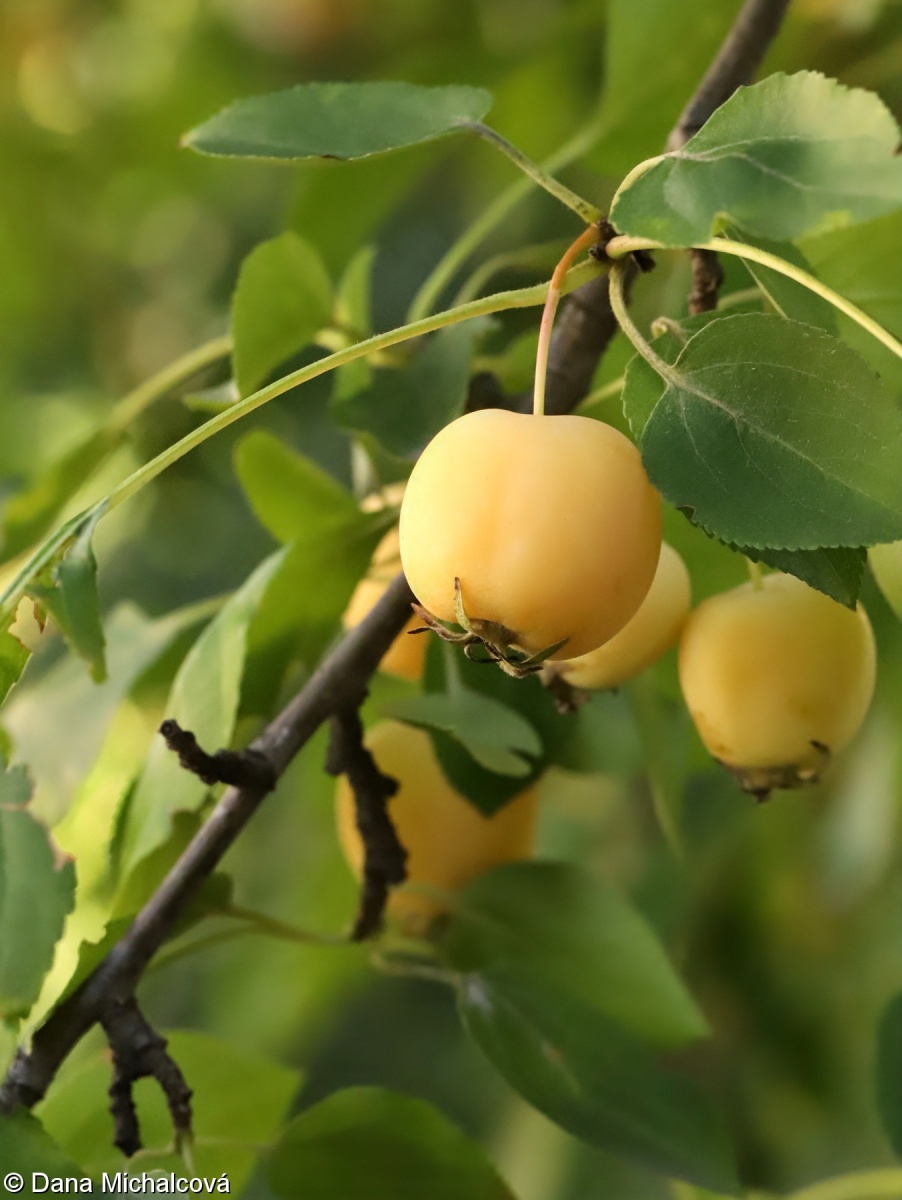 Malus baccata – jabloň drobnoplodá